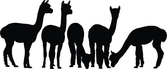 Obraz premium Alpaca llama silhouette set black farm animal collection isolated white background minimal livestock standing grazing profile vector style design illustration