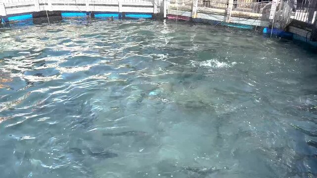 High Country Salmon Farm In Twizel New Zealand. Fish jumping from the water tank.