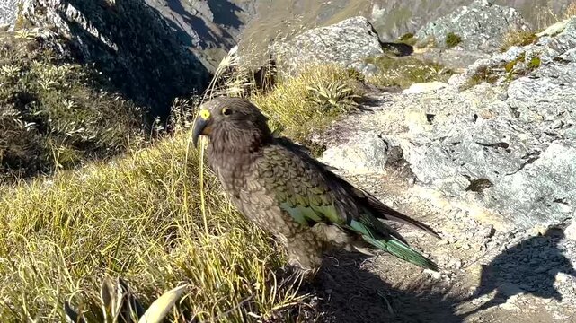 Close up to curious New Zealand Kea Parrot in natural habitat in the mountains.