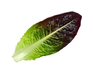 Vibrant, two-toned leaf with green base and deep red tip