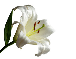 Elegant white lily with green stem and leaves against black