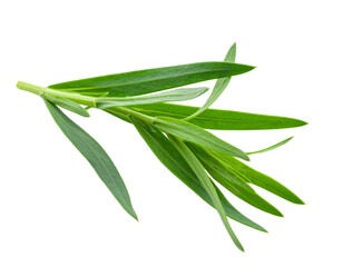 Green, slender leaves clustered on a thin stem against a black backdrop