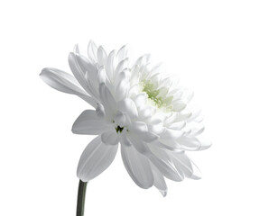 Delicate white flower with intricate petals against a stark black background