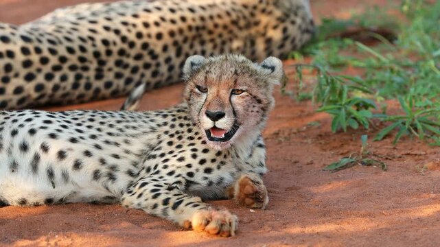 Portrait of an exhausted cheetah (Acinonyx jubatus) panting after a hunt, Madikwe game reserve, South Africa