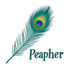 Beautiful peacock feather illustration Vector, illustration © Rashedul Haque Sakib