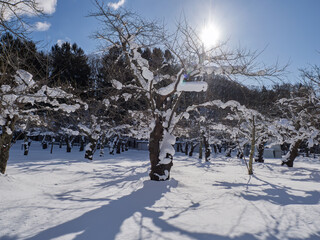 雪化粧の木々と青空