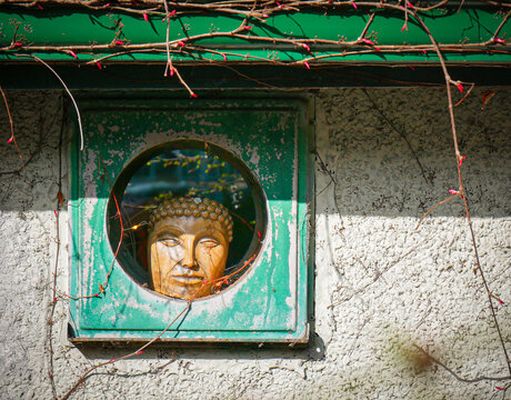 Buddha head among budding vines