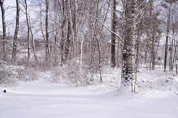 A snowy forest with a tree in the middle. The snow is covering the ground and the trees