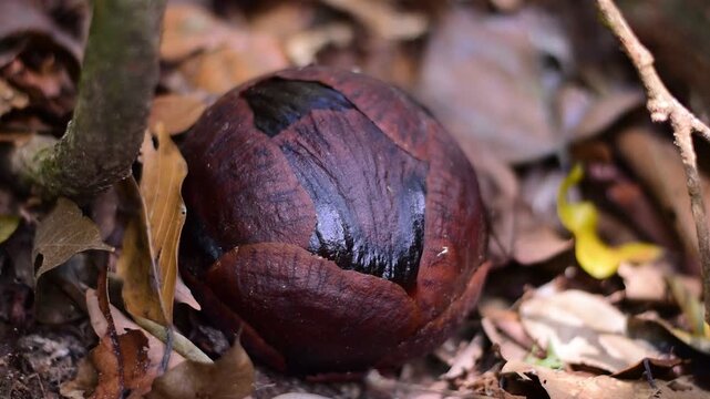 Rafflesia bud, World's largest flower,Rafflesia kerrii
