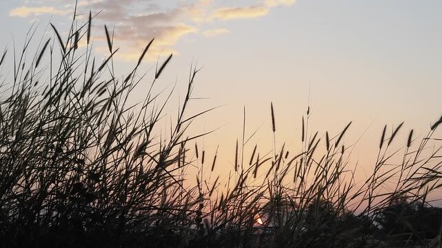 Morning weeds and wildflowers amidst the clouds and sky.