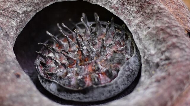 Rotten Rafflesia, Decomposed Rafflesia flower 