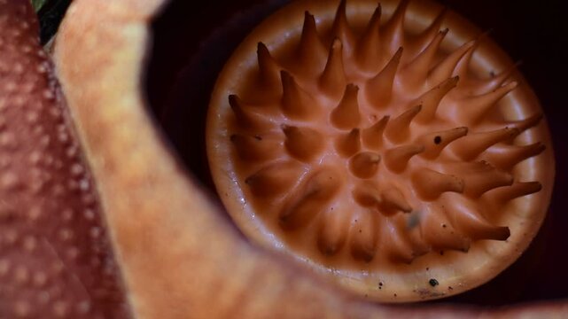 Rafflesia flower, The Rafflesia is blooming, The world's largest flower, Khao Sok, Surat Thani Province. 