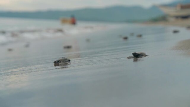 RELEASING OF HATCHLINGS SEA TURTLES 