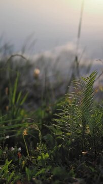 Morning weeds and wildflowers amidst the clouds and sky.
