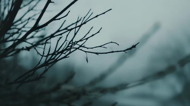 Bare thorny tree branches reach into dense blue gray fog, creating a moody, minimalist winter scene of solitude, quiet stillness and haunting natural texture