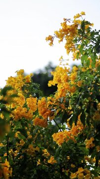 Beautiful Yellow Elder (Tecoma stans) flowers blooming and swaying in the wind at Chatuchak Park, Bangkok, Thailand. Bright yellow floral background with natural breeze.