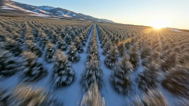 Sweeping aerial drone shot gliding over vast rows of perfectly aligned commercial evergreen Christmas tree farm plantation fields dusted with fresh snow fresh snow, winter landscape, remote
