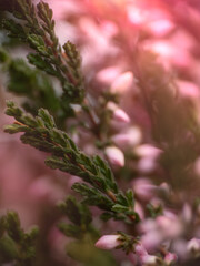 pink flowers in the garden
