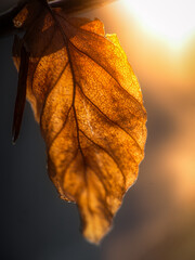 autumn leaves on a black background