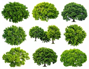 Obraz premium Compilation of green trees viewed from above, applicable for designing outdoor areas and landscaping schemes in diverse locations and undertakings.