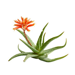 Obraz premium Aloe Vera with Red Flower
