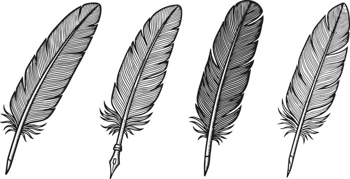vintage quill pen illustrations set with detailed feather designs in black and white