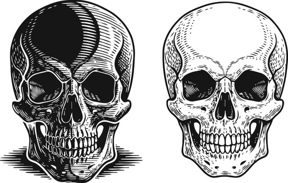 two detailed human skull illustrations one black shaded and one line art skull anatomical head bone designs