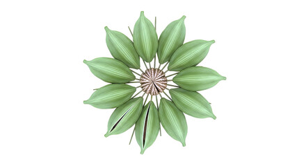 Obraz premium Cardamom pods arranged in a radial pattern