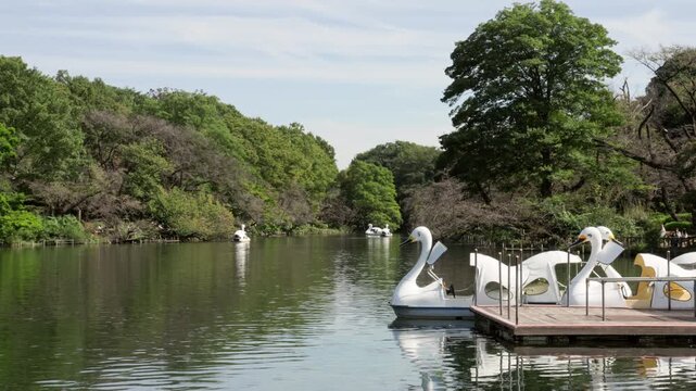 Tokyo Scene : Swan Boats Moored at the Pond and Pier in Parkside Serenity  |  Inokashira Park, Kichijoji, Tokyo, Japan