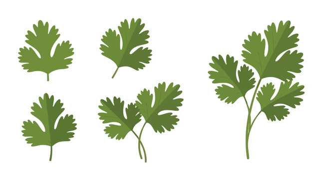 Fresh Green Cilantro Leaves and Coriander Sprigs Botanical Illustrations for Culinary Design and Healthy Eating Concepts