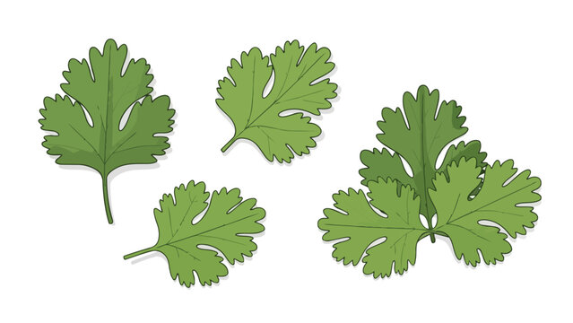 Vibrant green cilantro leaves scattered in a delightful and fresh arrangement, perfect for enhancing culinary themes, healthy eating visuals, and