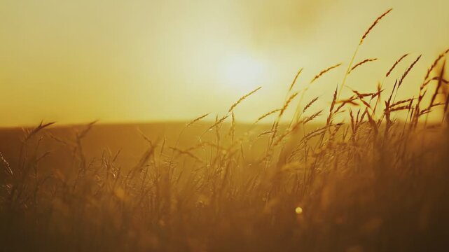 Golden sunlight illuminates tall grass and swaying wheat spikes in a tranquil agricultural field, creating a warm and peaceful natural landscape at sunset