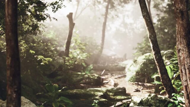 rocky sunlit trail cutting through dense forest. scattered boulders and mossy stones create technical terrain for hiking and trail running, patchy mist