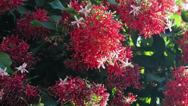 Yangon creeping flower, also known as chinese honeysuckle or madhumalti.