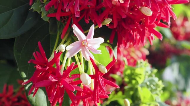 Yangon creeping flower, also known as chinese honeysuckle or madhumalti.