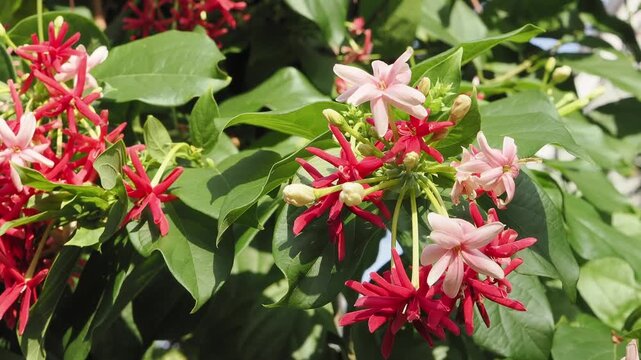 Yangon creeping flower, also known as chinese honeysuckle or madhumalti.
