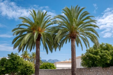 Two palm trees reaching blue summer sky on Mallorca