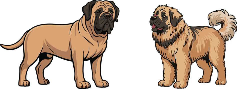 Large powerful mastiff and fluffy leonberger dog breeds standing together for pet animal vector illustration