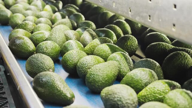Plastic box with selected ripe Hass avocados near sorting conveyor at agricultural products packaging factory. High quality 4k footage