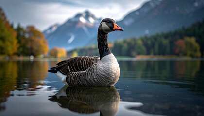 Obraz premium A serene lake scene with a gray and black goose