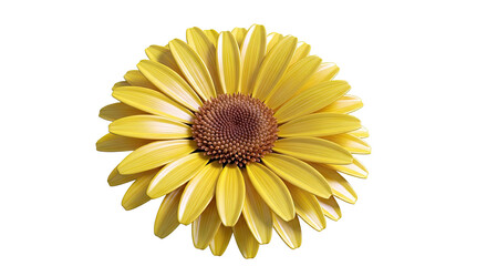 Bright Yellow Daisy Flower