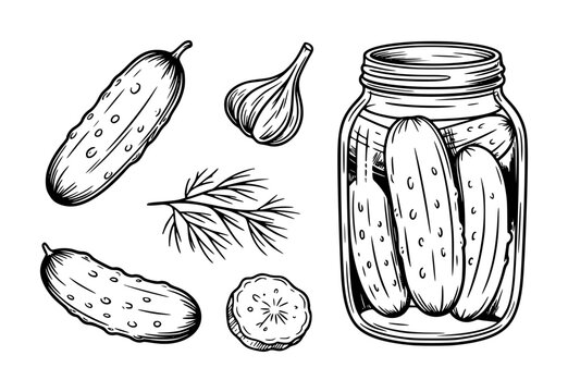 Hand drawn of pickles in a jar with dill and garlic a white background cucumber