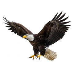 Obraz premium Majestic bald eagle in flight