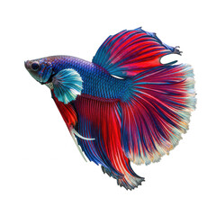 Fototapeta premium Vibrant betta fish displaying its colors