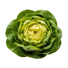 Fototapeta premium Fresh green lettuce head