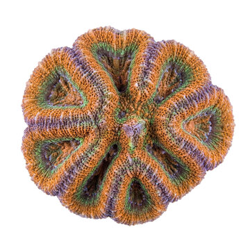 Oxypora reef coral showing thick folded ridges, fleshy lobes, and vibrant multicolor textures, highlighting complex skeletal patterns typical of large-polyp stony corals in tropical reefs.