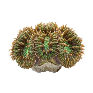 Homophyllia reef coral showing fleshy folded polyps, vivid green and brown tones, and thick calcareous structure, highlighting the texture and form of large-polyp stony corals in tropical reefs.