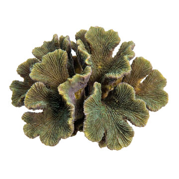 Pavona reef coral featuring layered, leaf-like plates with fine ridges and greenish brown tones, highlighting hard coral texture, growth patterns, and natural reef structure.