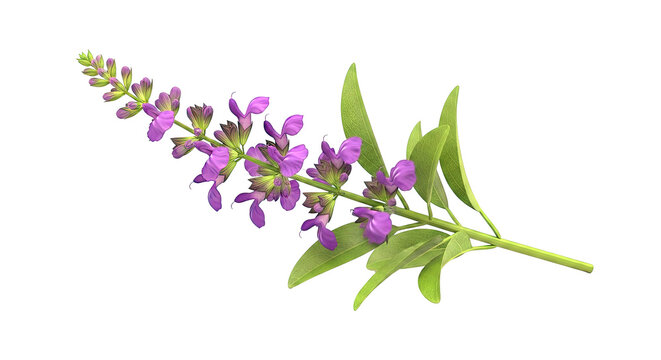 Purple Salvia Flower and Leaves