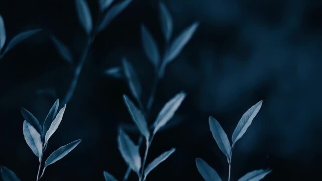 Delicate new plant stems and fragile leaves bathed in soft, moody light against a dark backdrop, evoking calm, quiet growth and understated natural beauty